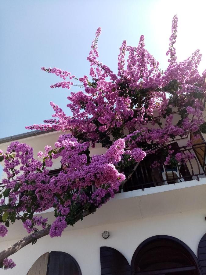 Apartment Hortenzija Baška Voda Buitenkant foto